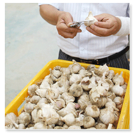 서산6쪽마늘 사이즈 측정