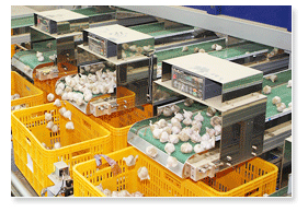 서산6쪽마늘 선별작업